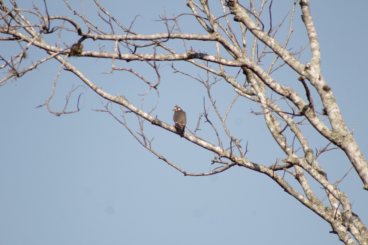 Aplomado Falcon - ML419151031