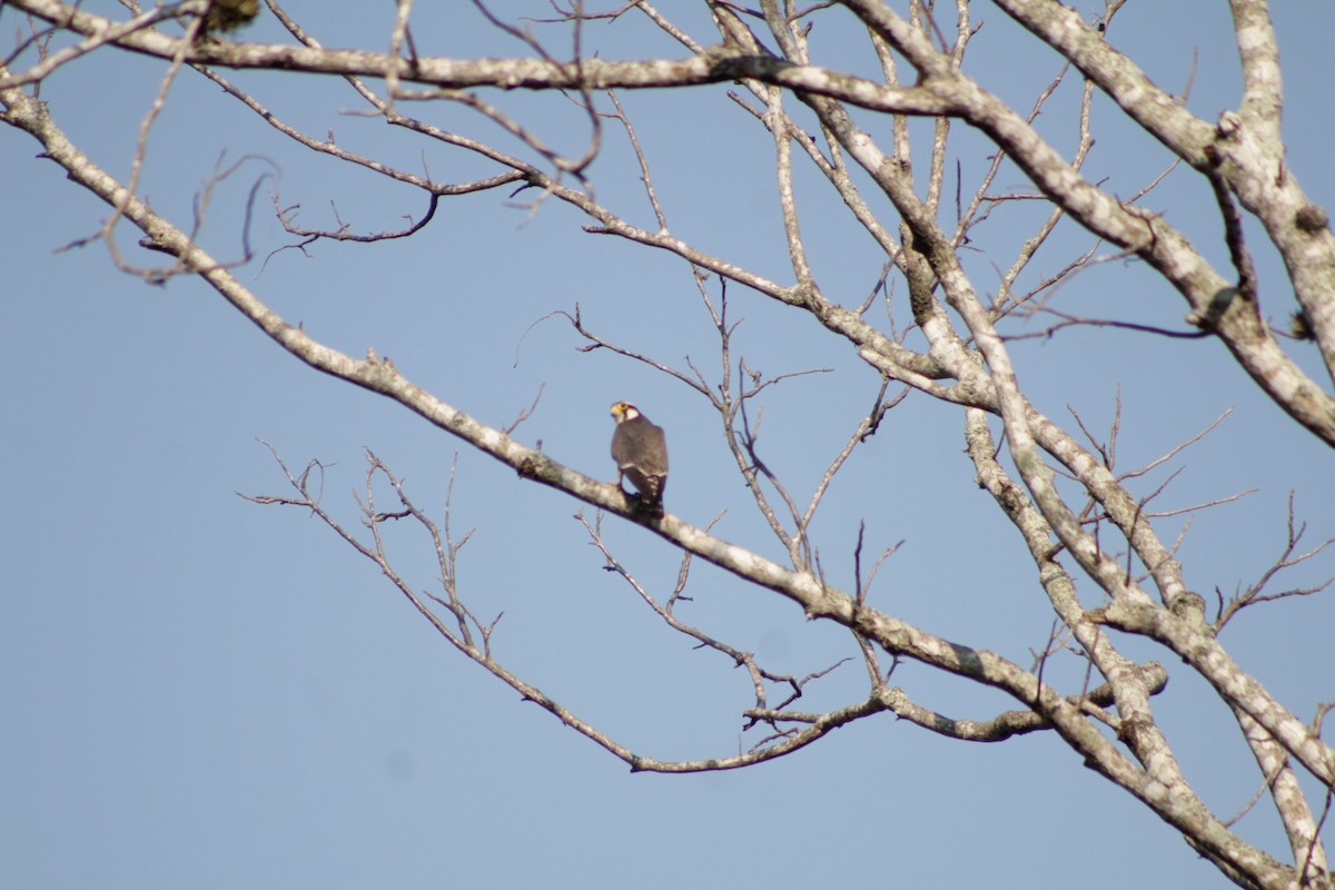 Aplomado Falcon - ML419151051