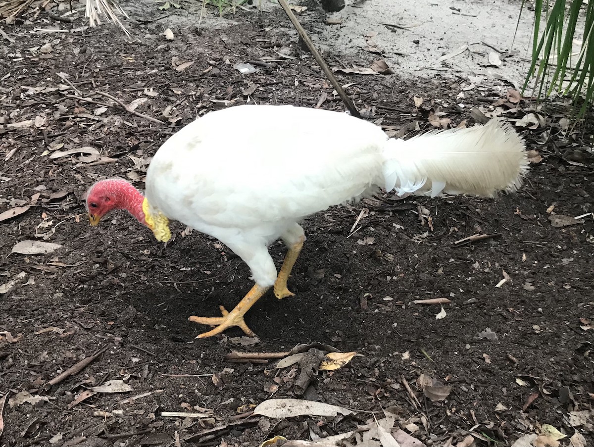 Australian Brushturkey - ML419151281