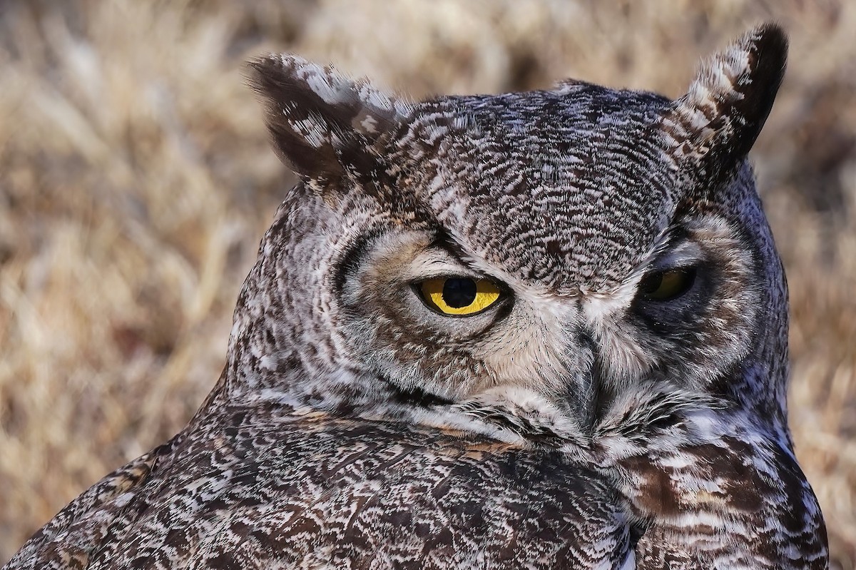 Great Horned Owl - ML419151571