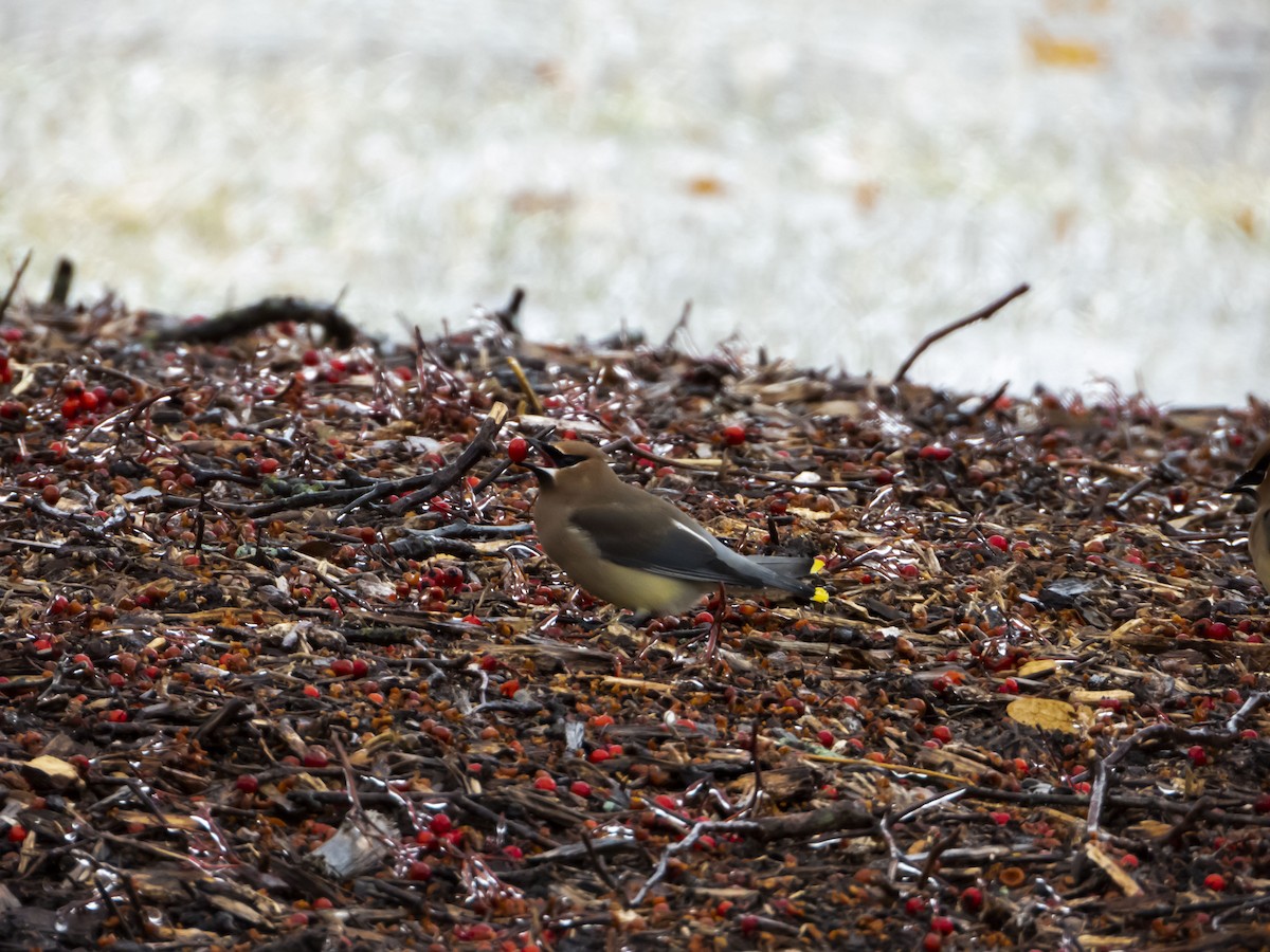 Cedar Waxwing - ML419152131