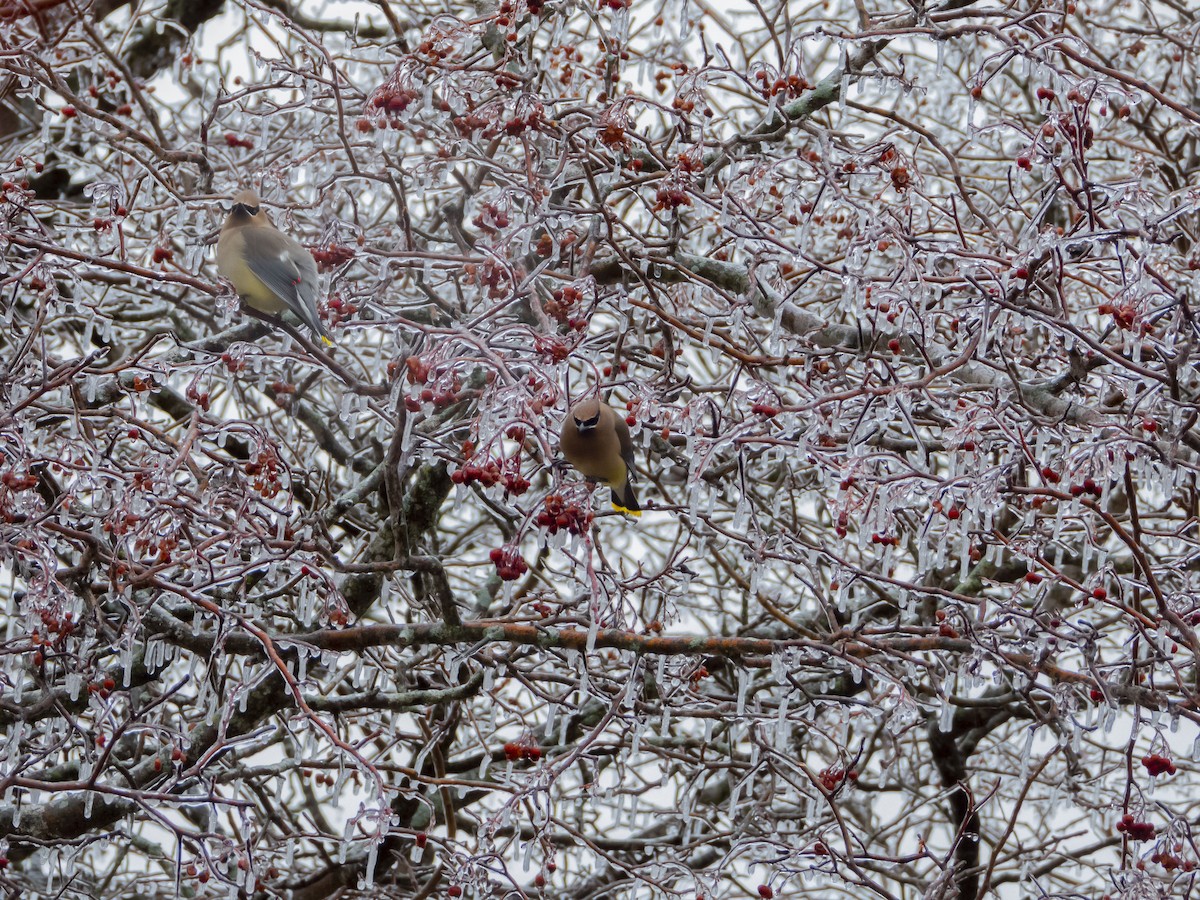 Cedar Waxwing - ML419152161