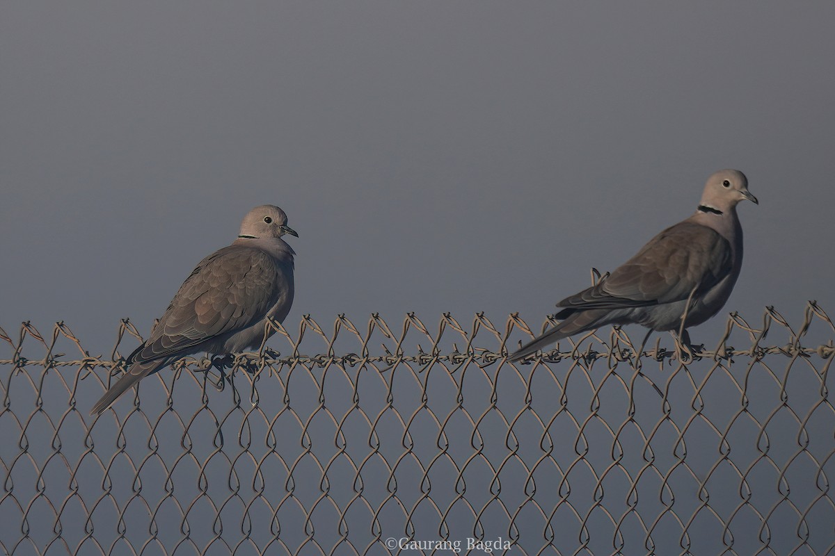 Eurasian Collared-Dove - ML419153081