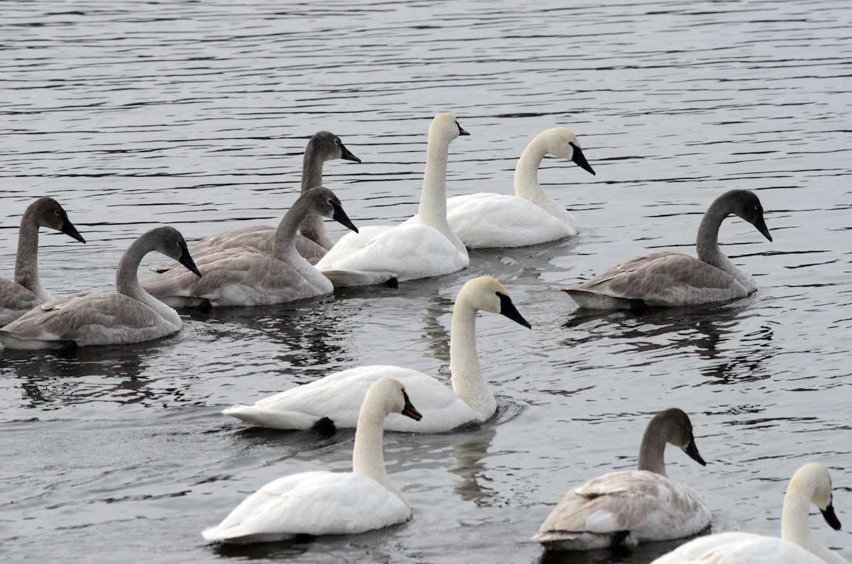 Trumpeter Swan - Bruce Fall