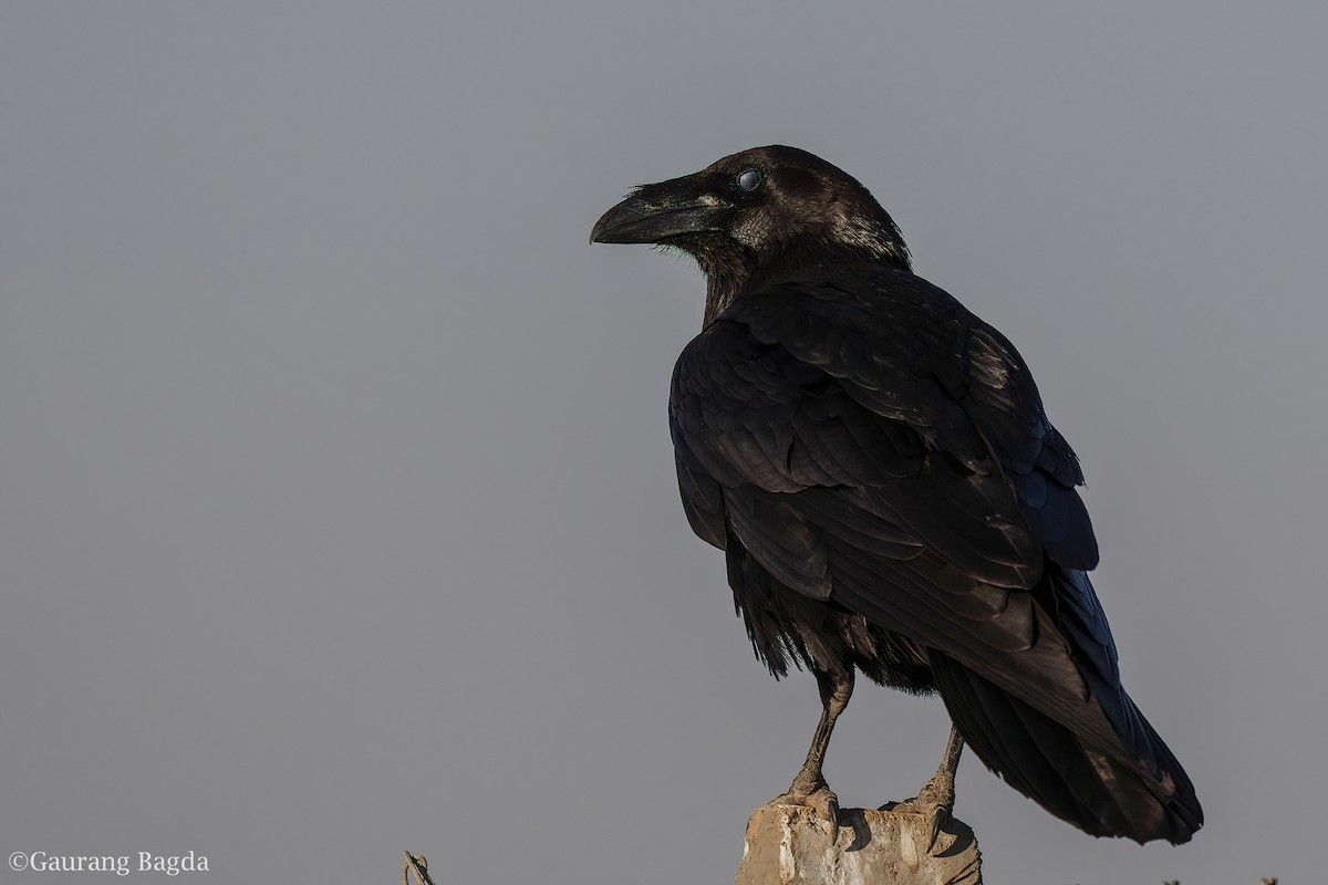 Common Raven - ML419154381