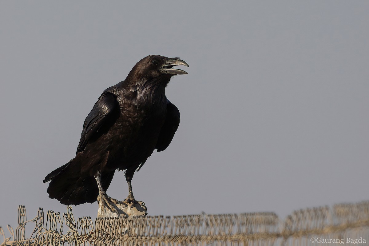 Common Raven - ML419154401