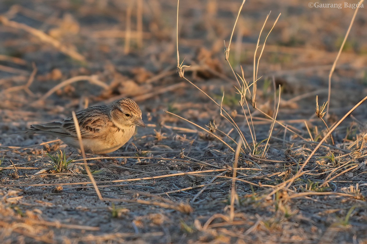 ニシヒメコウテンシ - ML419154641