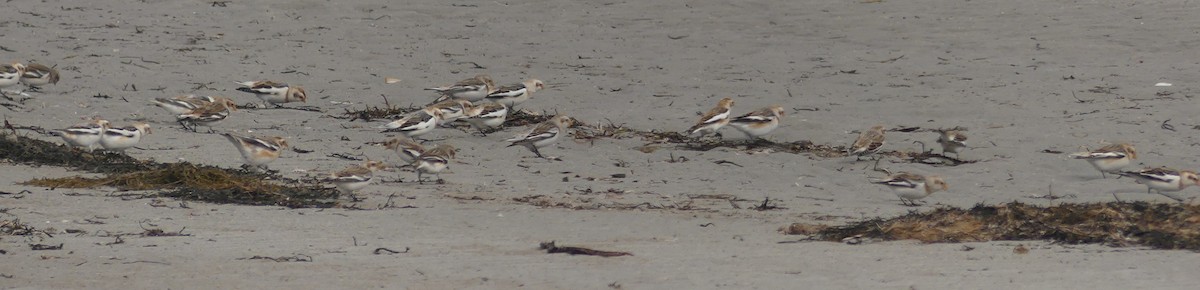 Snow Bunting - ML419155481