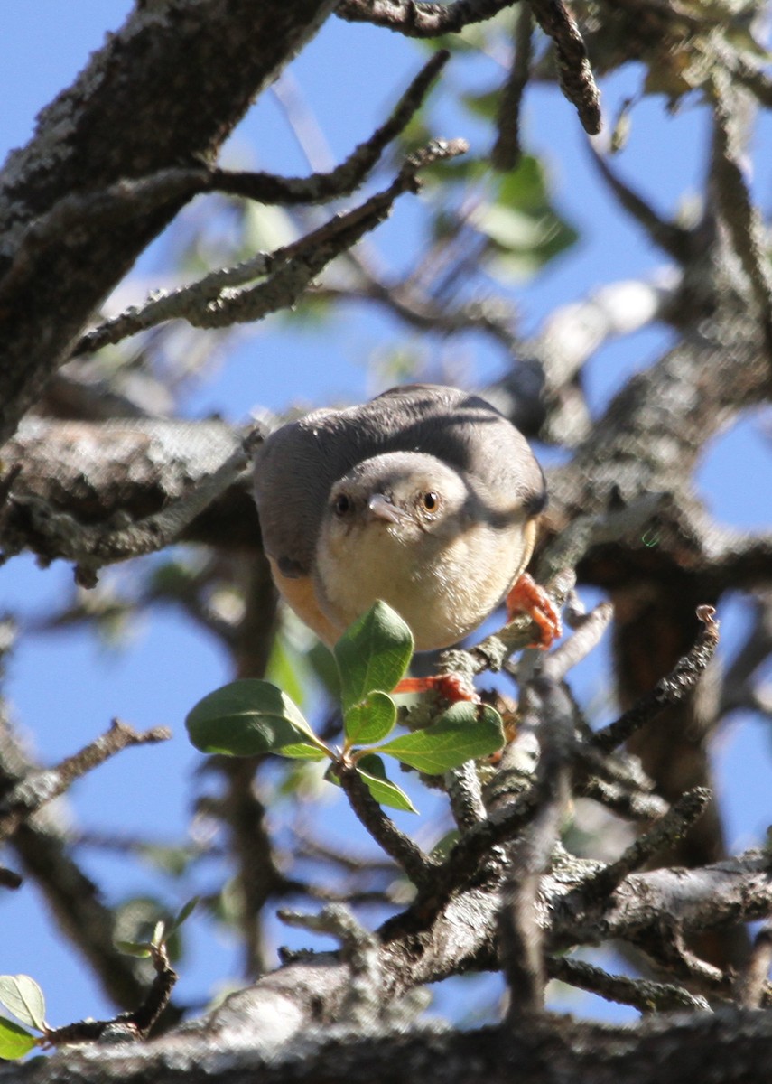 Long-billed Crombec - ML41915601