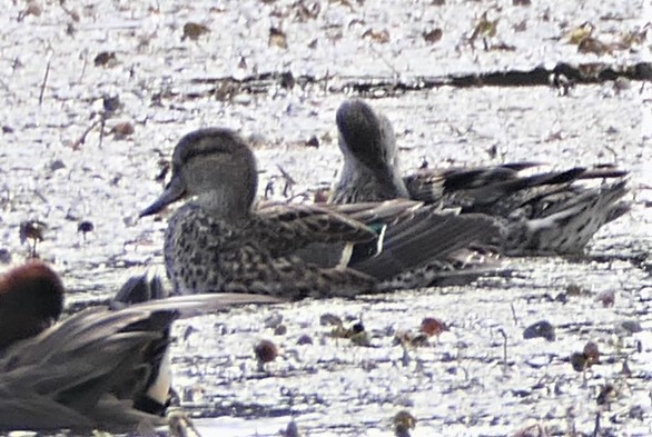 Green-winged Teal - ML419157091