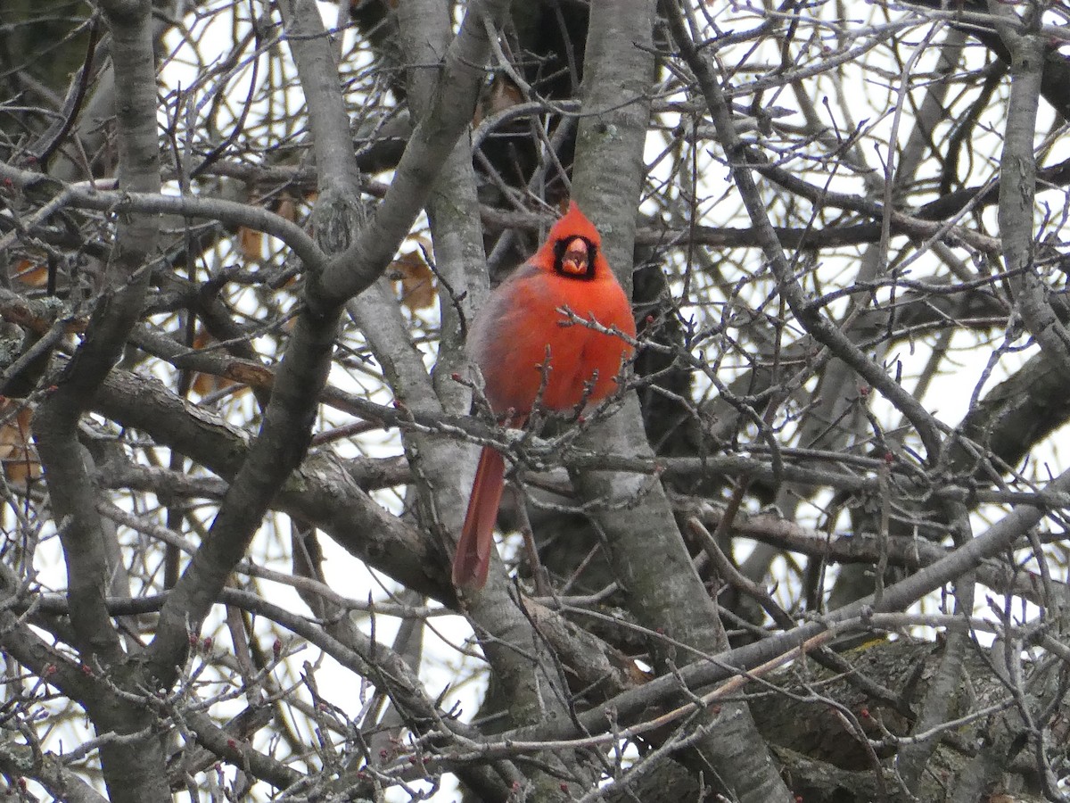 Northern Cardinal - ML419158981