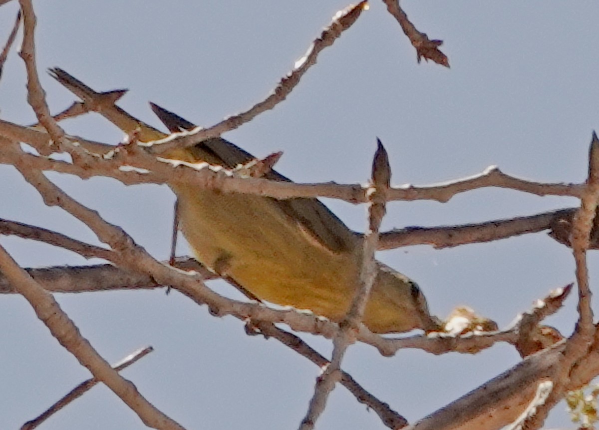 Orange-crowned Warbler - ML419160791