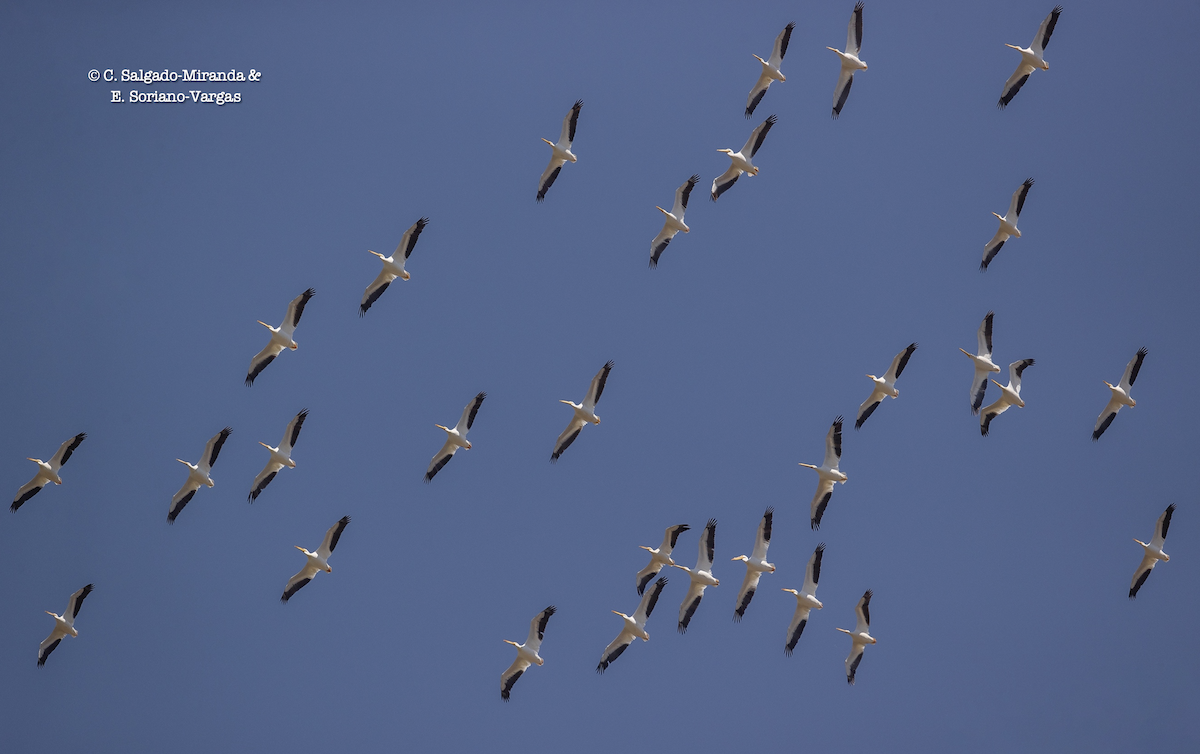 American White Pelican - C. Salgado-Miranda & E. Soriano-Vargas