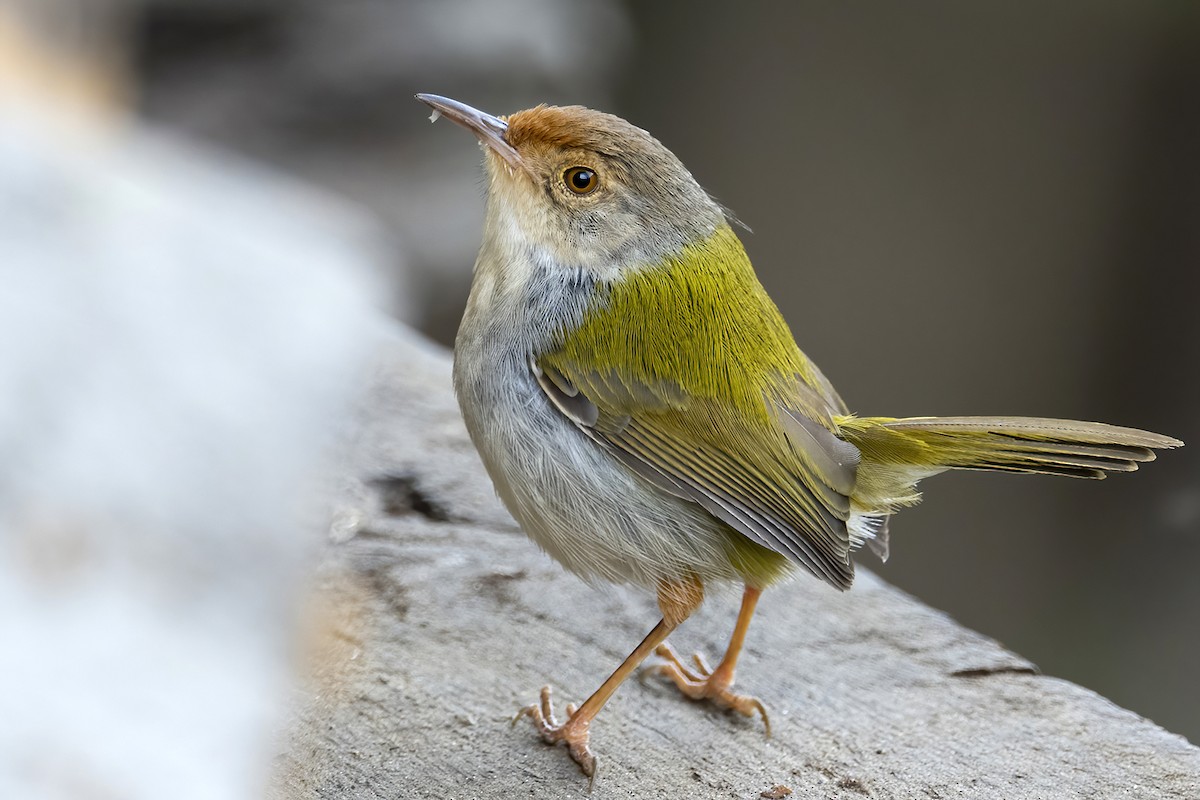 Common Tailorbird - Su Li