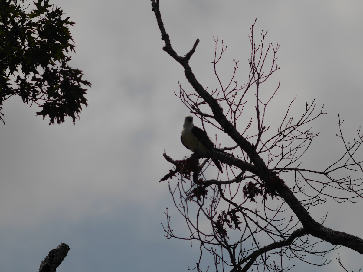 Swallow-tailed Kite - ML419161981