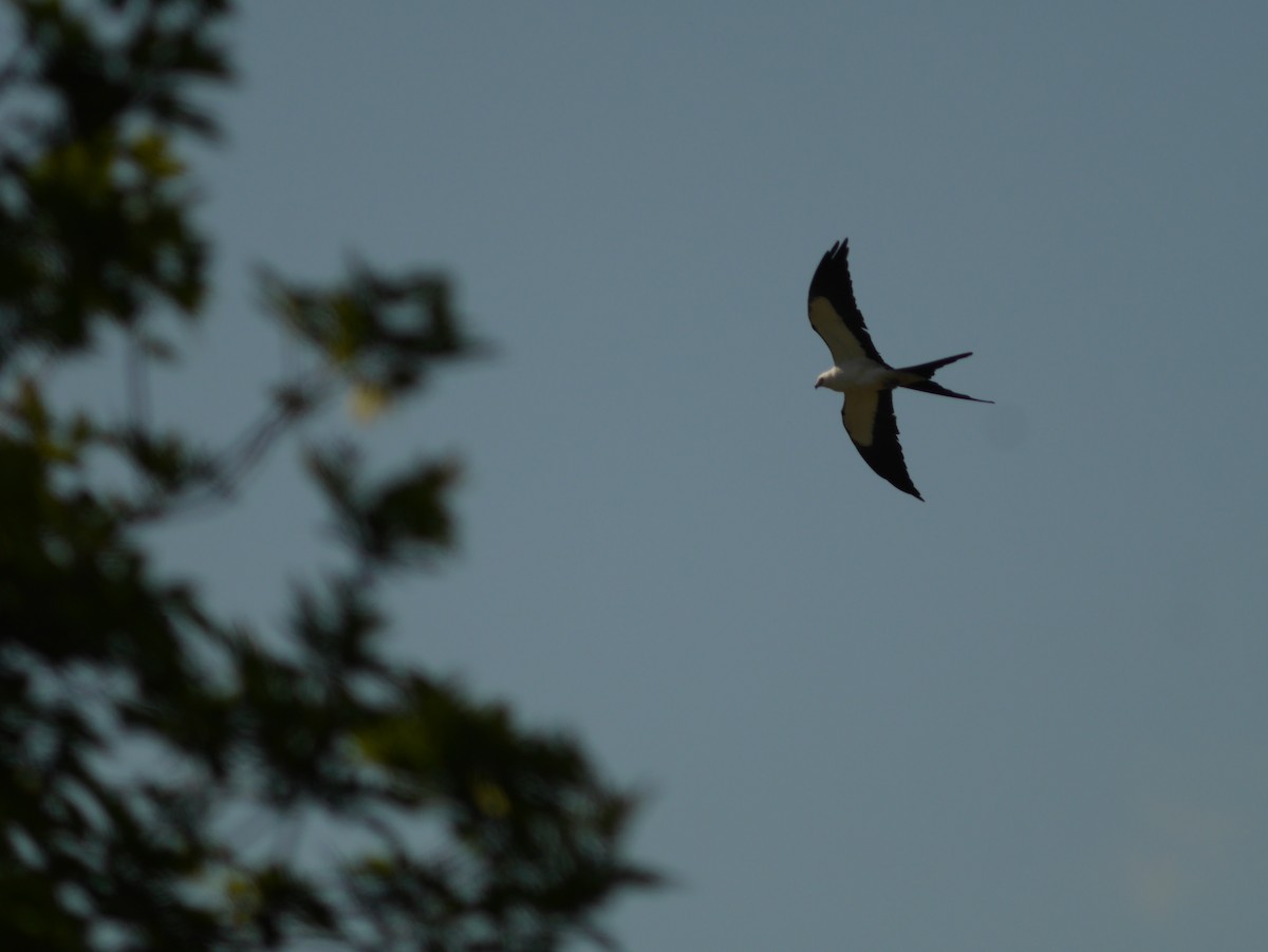 Swallow-tailed Kite - ML419162531