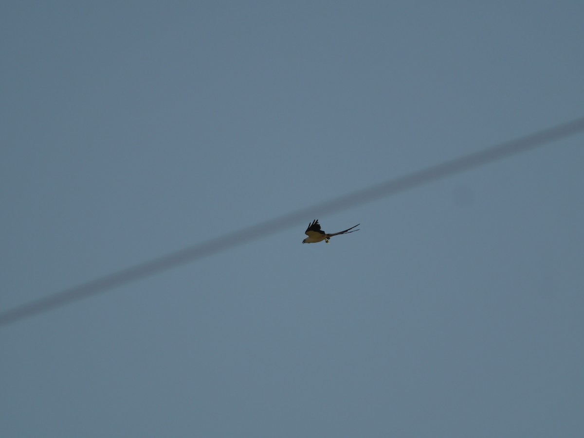 Swallow-tailed Kite - ML419162791