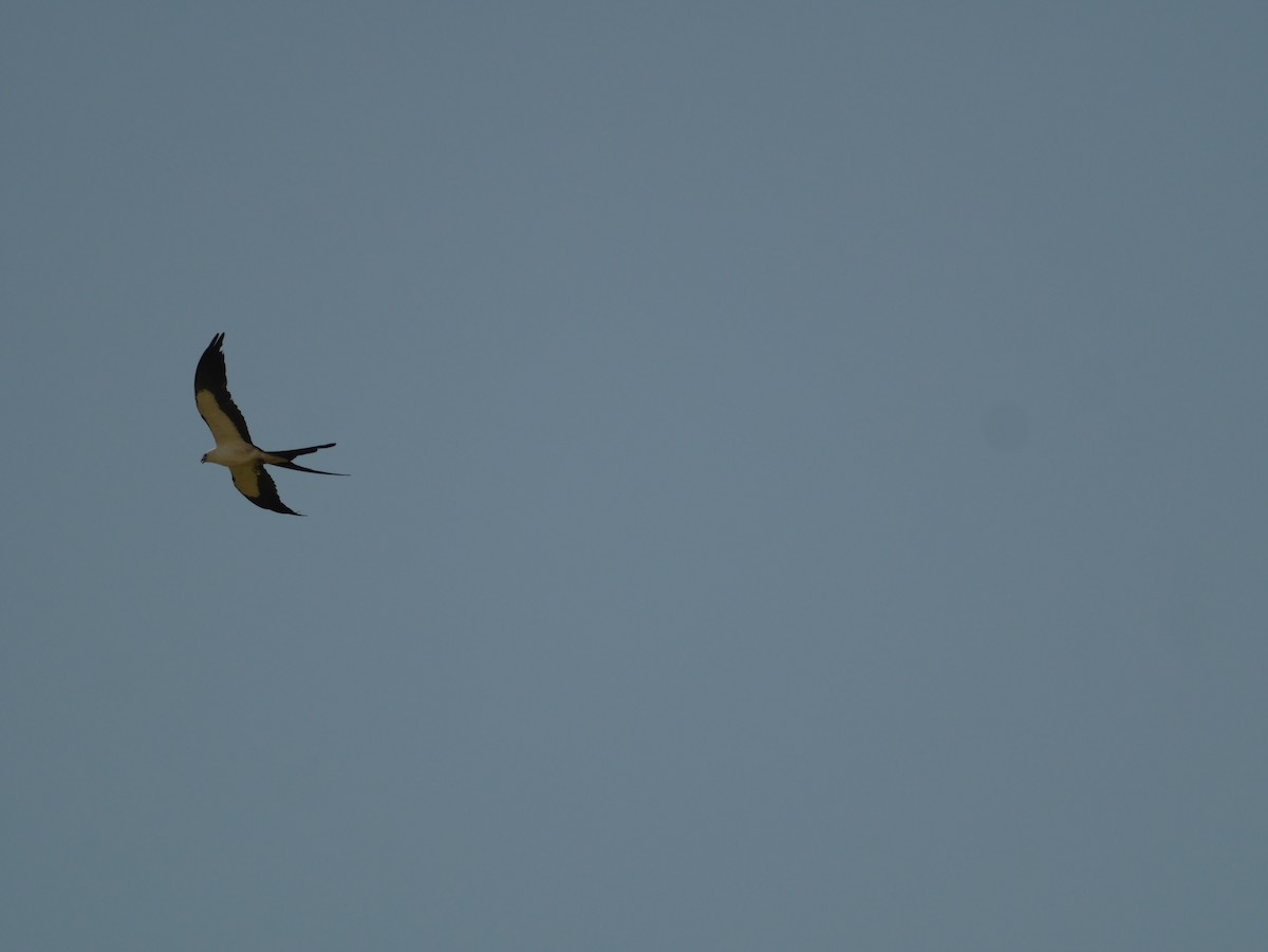 Swallow-tailed Kite - ML419162971