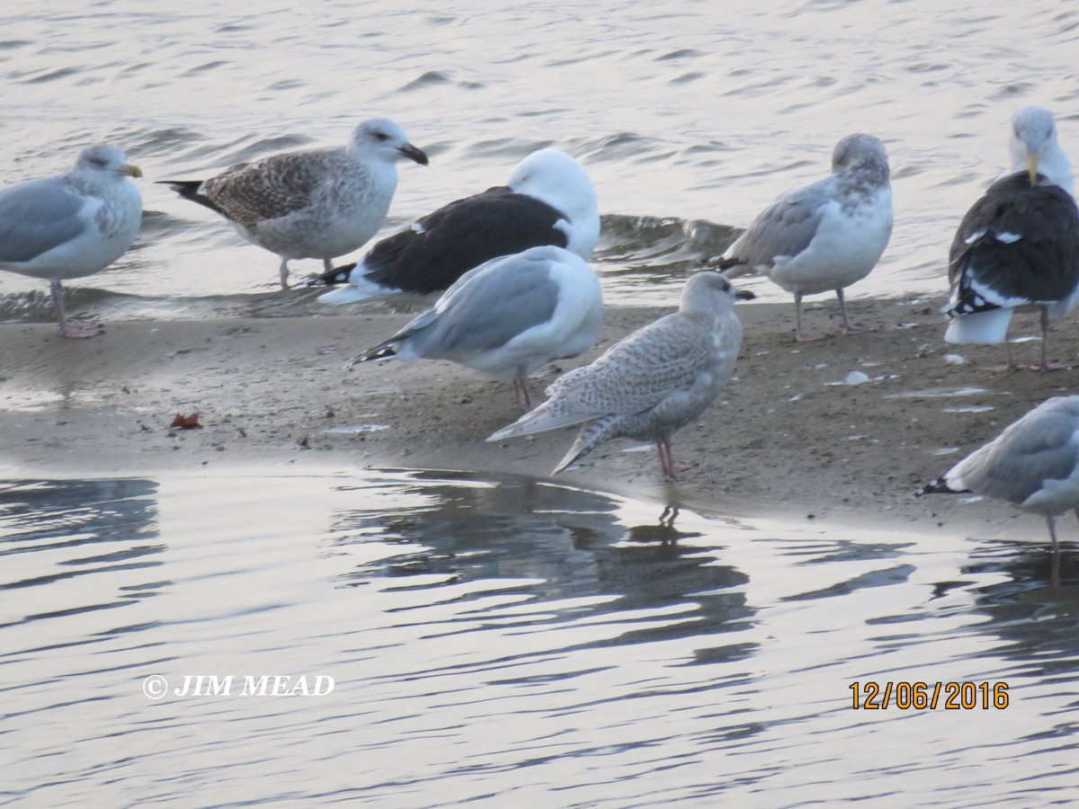 Iceland Gull (kumlieni/glaucoides) - Jim Mead