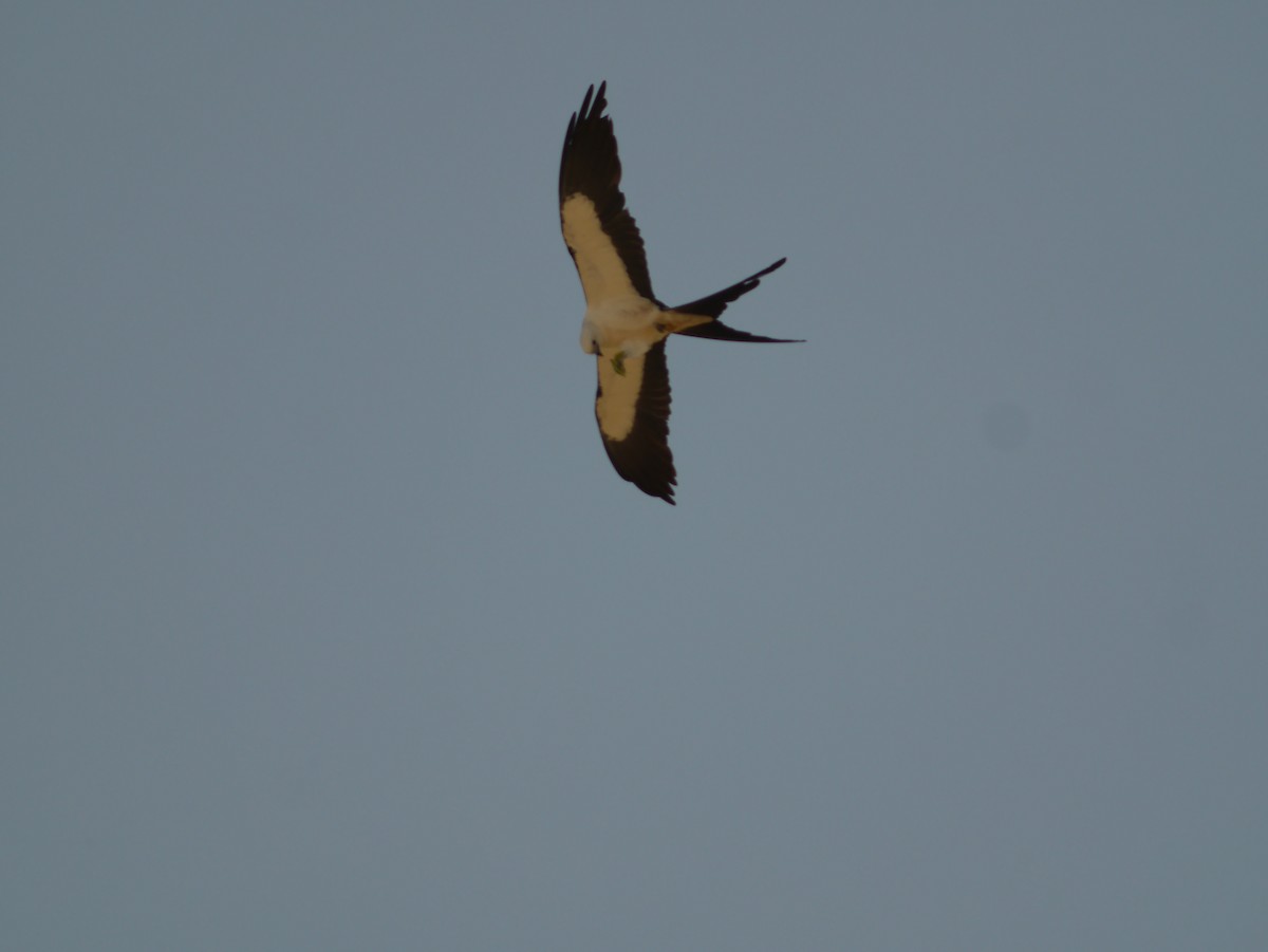 Swallow-tailed Kite - ML419163161