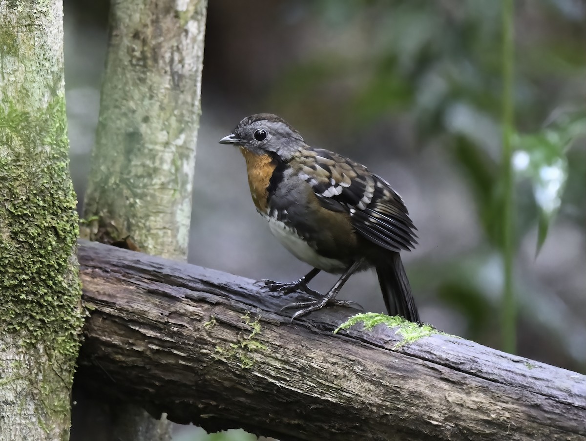 Australian Logrunner - ML419164101