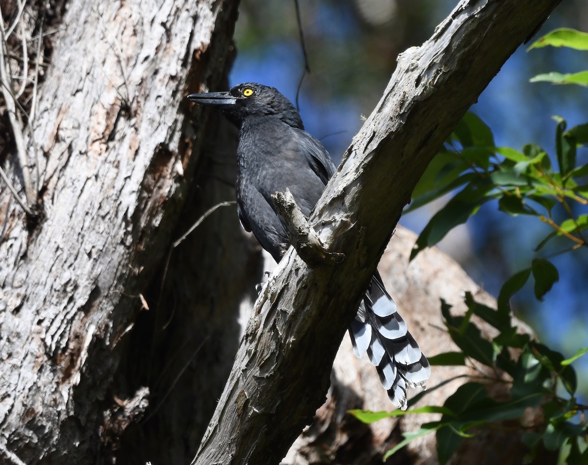 Pied Currawong - ML419164151