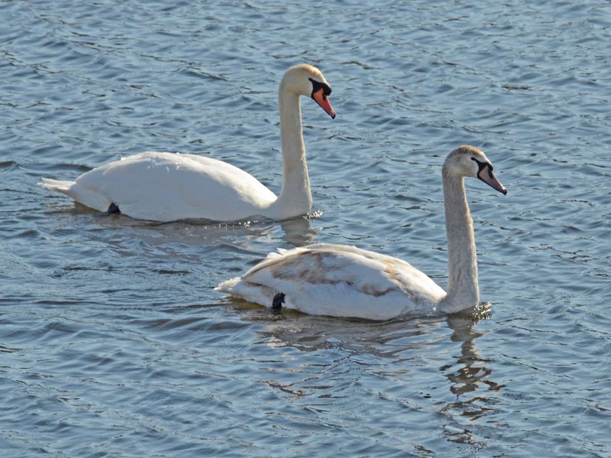 Mute Swan - Bruce Fall