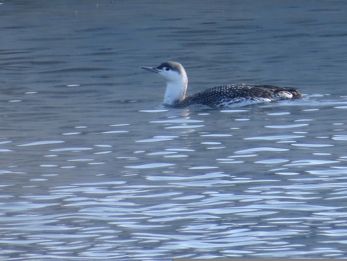 Red-throated Loon - ML419164511