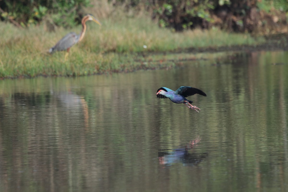 Gray-headed Swamphen - ML419164831