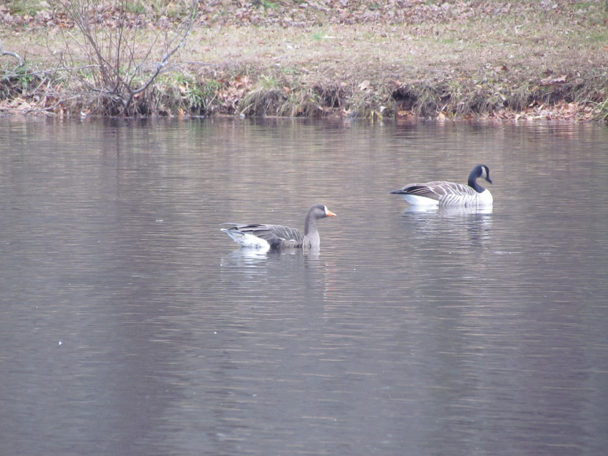 Greater White-fronted Goose - ML41916511