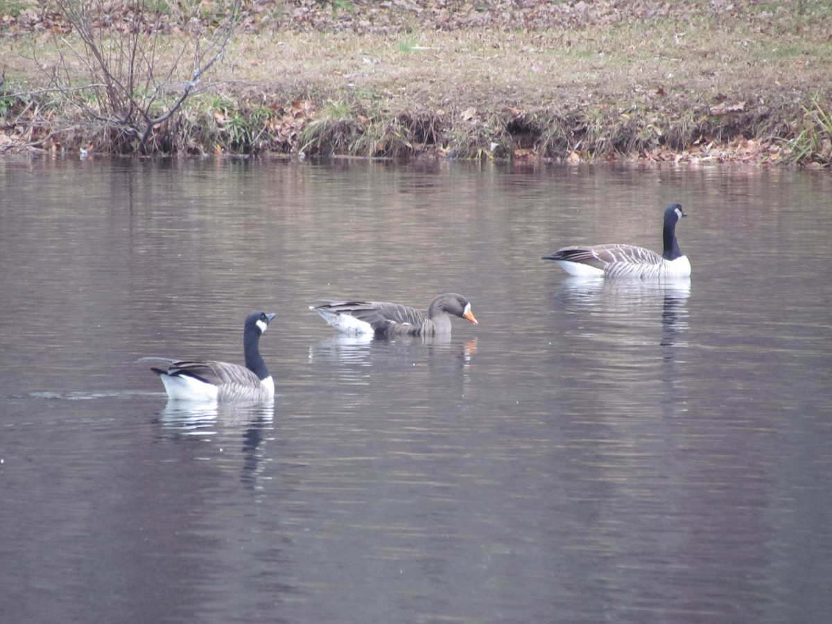 Greater White-fronted Goose - ML41916521