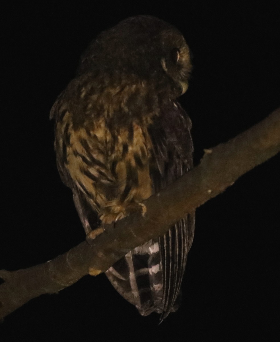 Mottled Owl - Luis Barrantes Rodriguez