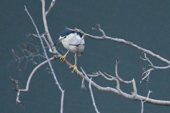 Black-crowned Night Heron - ML419168101