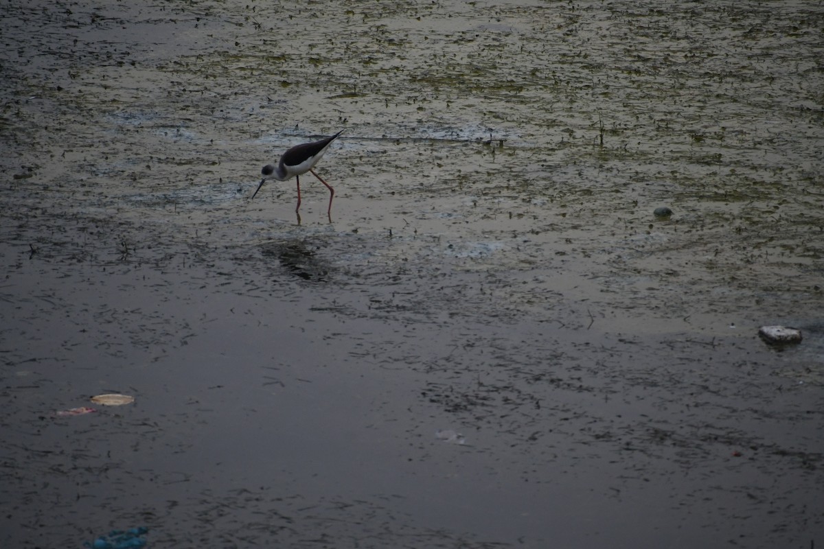 Black-winged Stilt - Ivar West