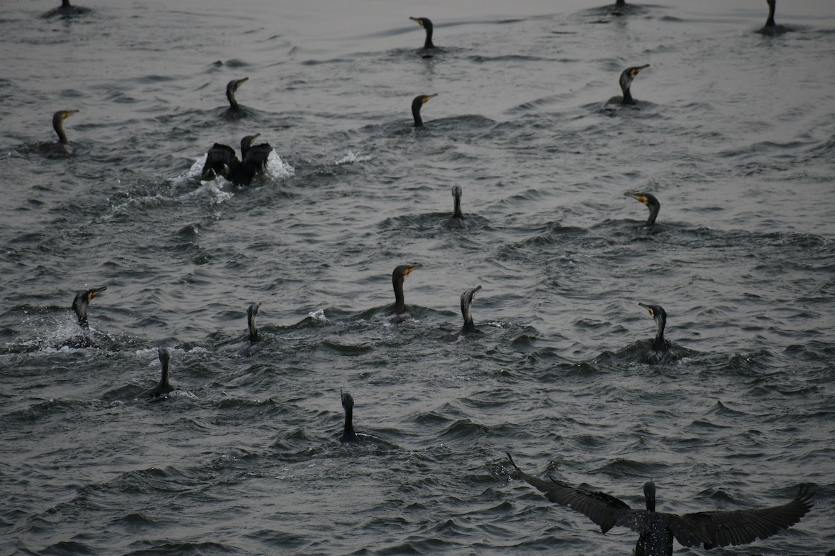 Great Cormorant - ML419168301