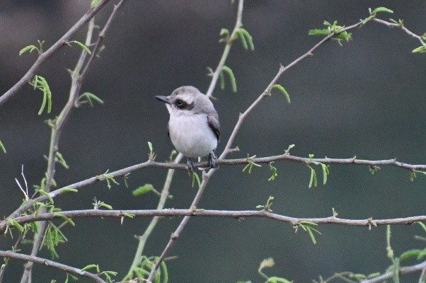 Common Woodshrike - Ivar West