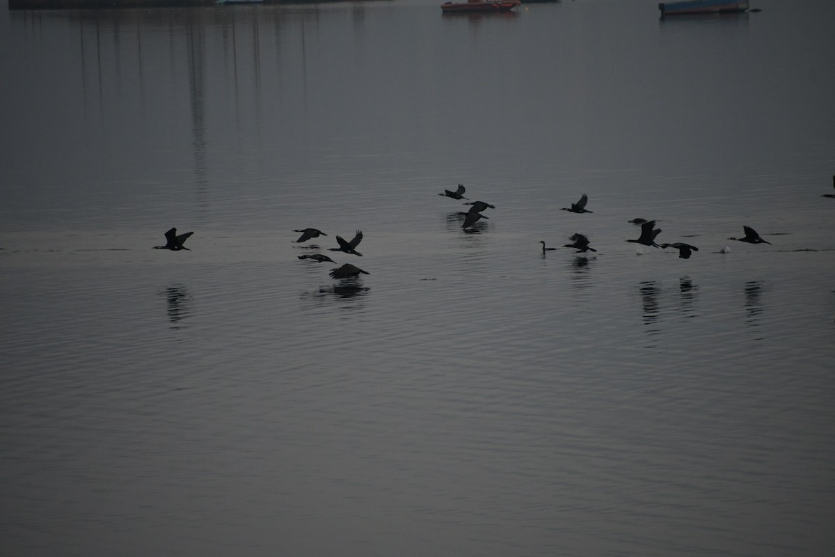 Great Cormorant - Ivar West