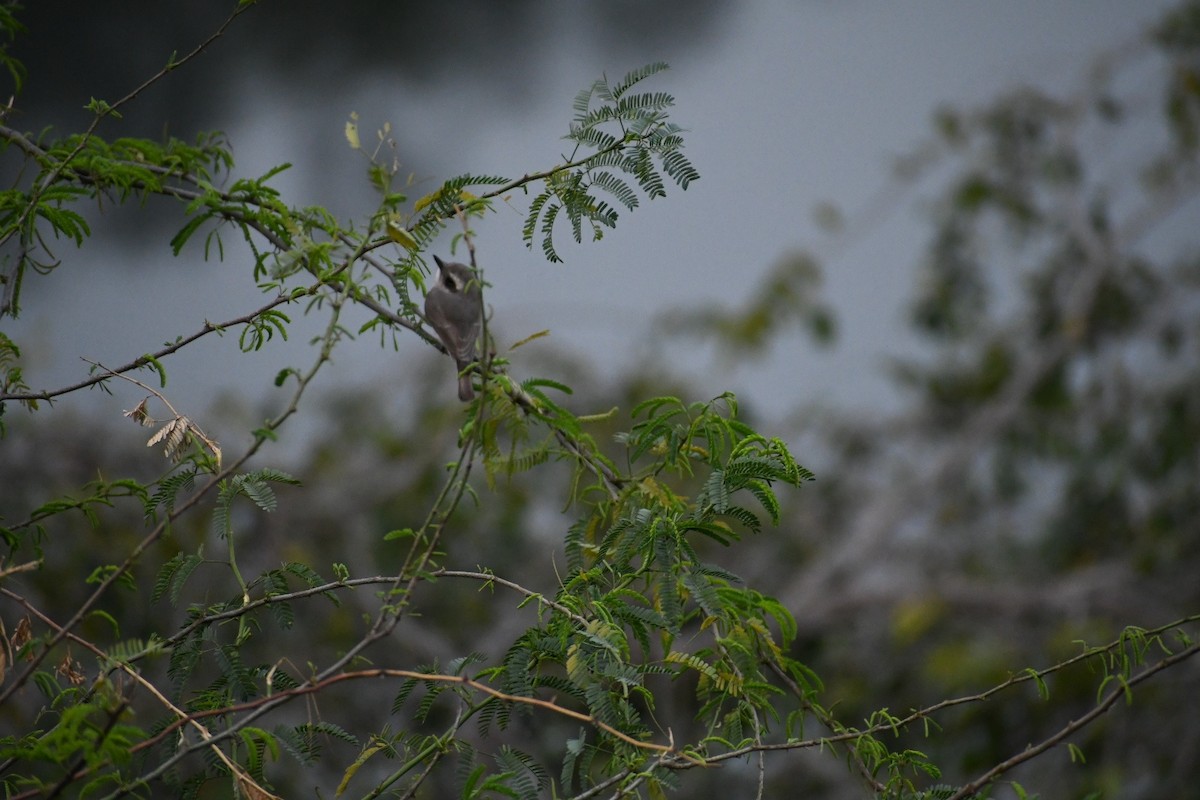 Common Woodshrike - ML419168421