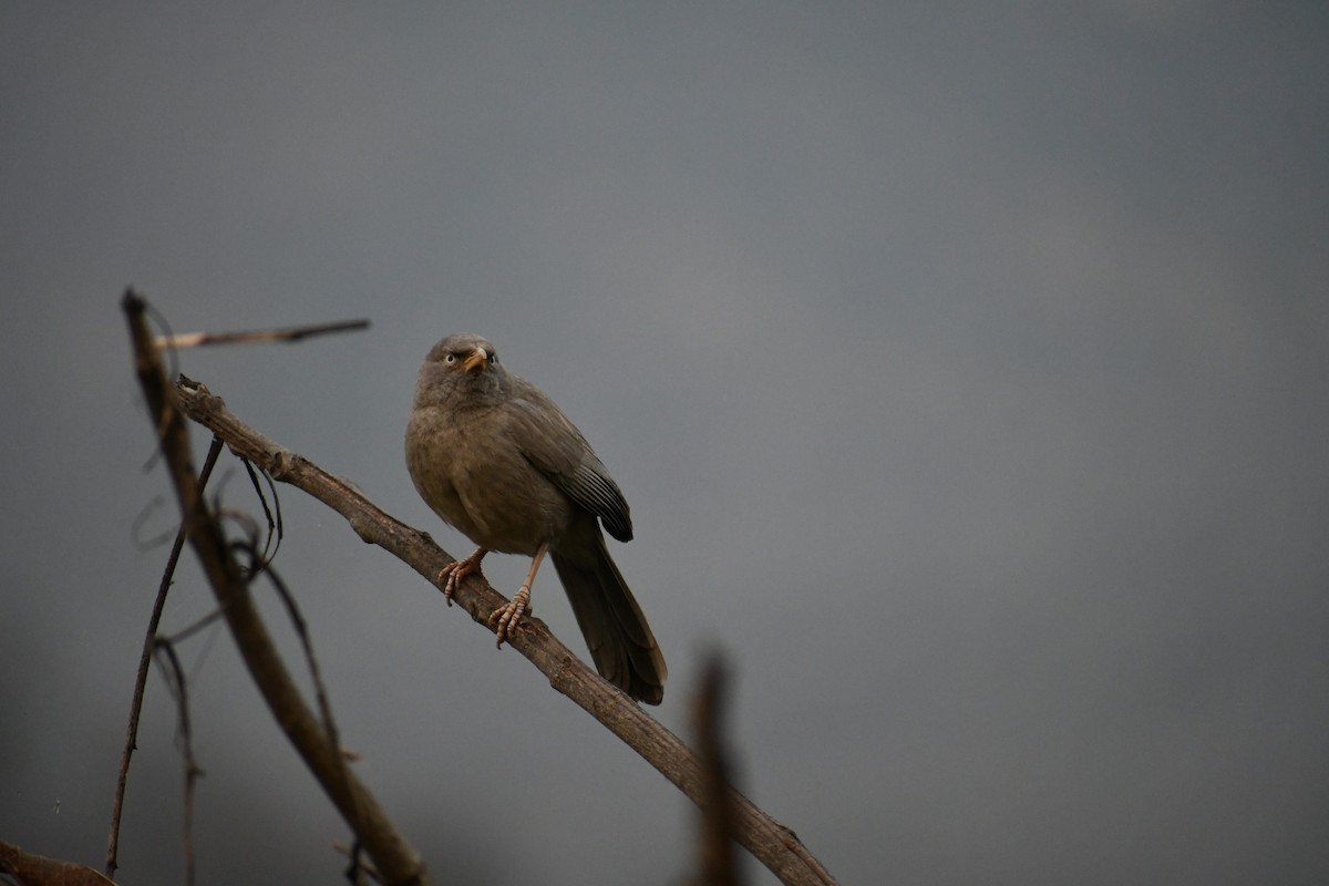 Jungle Babbler - ML419168631