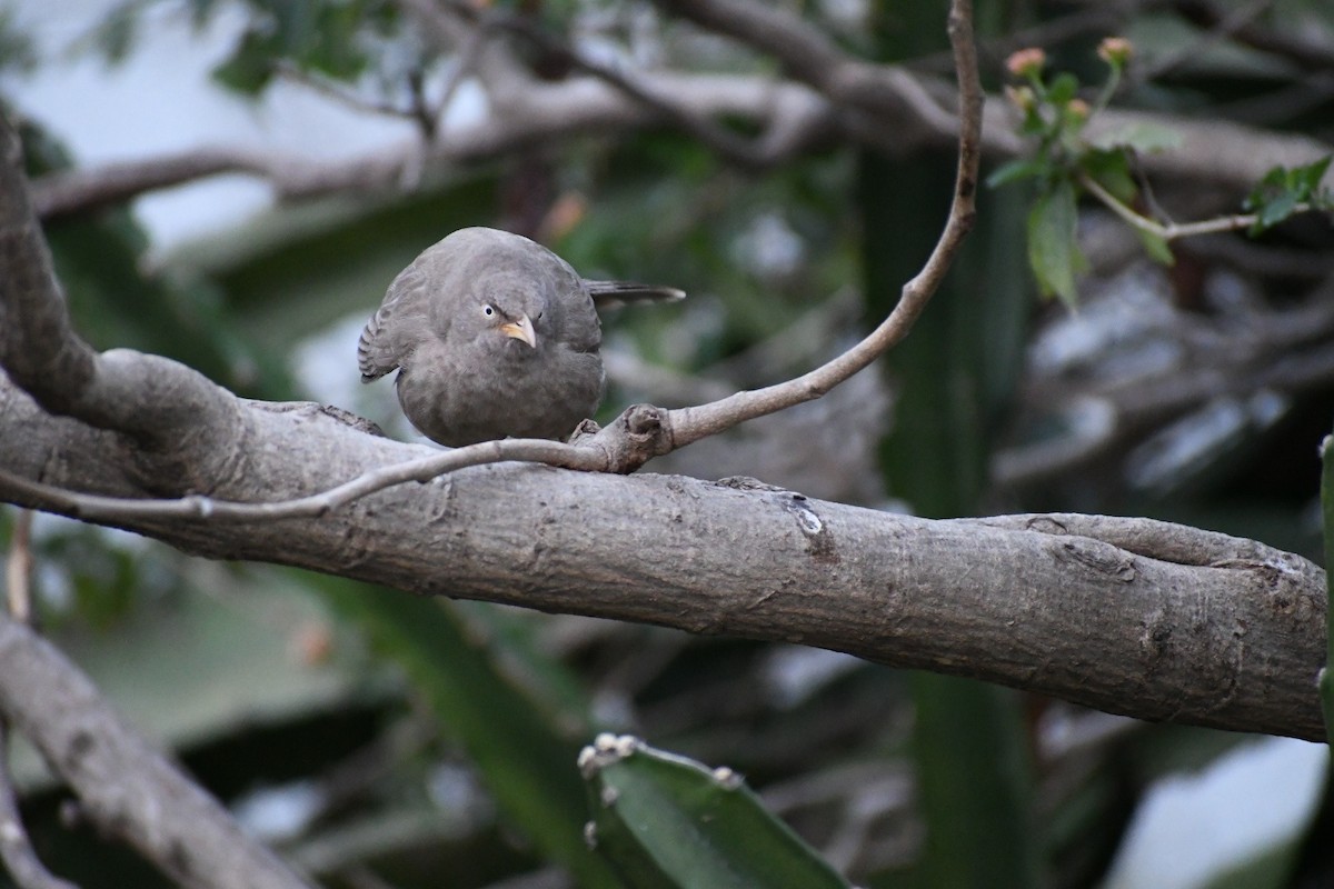 Jungle Babbler - ML419168641