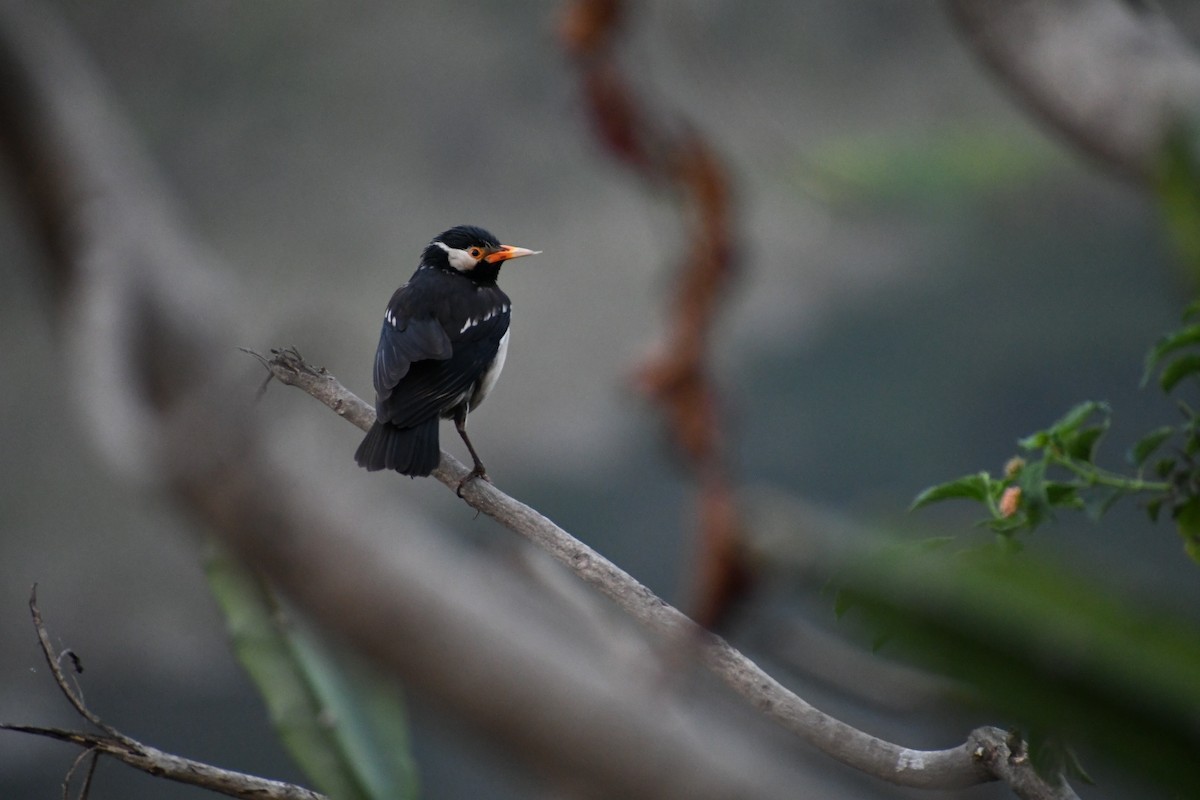 Indian Pied Starling - ML419168671