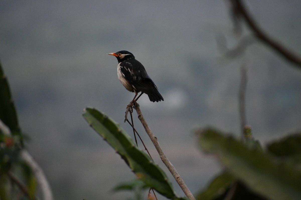 Indian Pied Starling - Ivar West