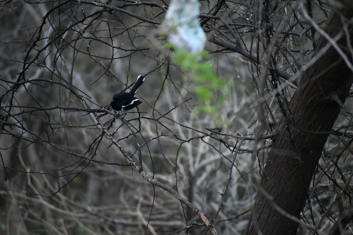 Oriental Magpie-Robin - ML419168791