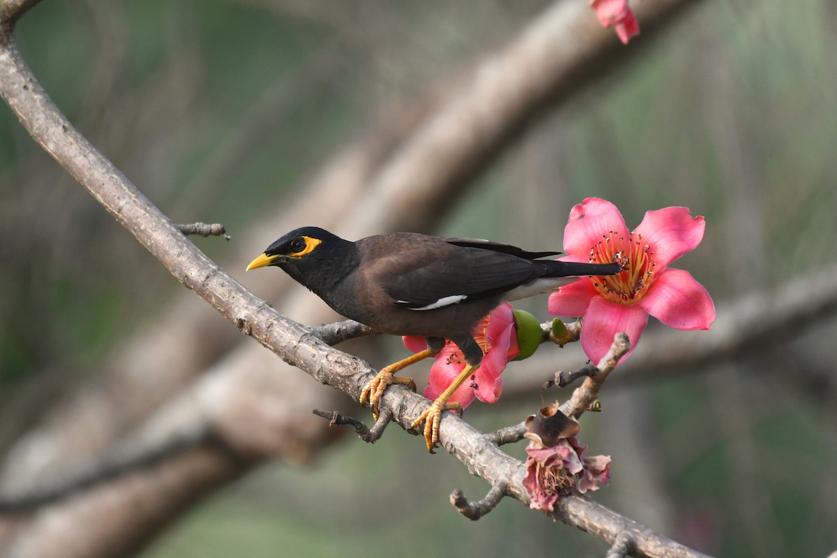 Common Myna - vinodh Kambalathara