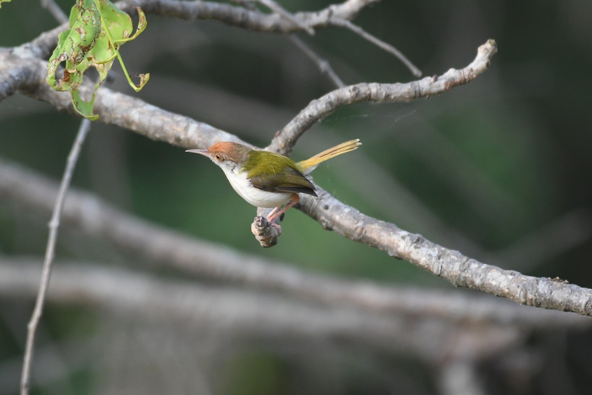 Common Tailorbird - vinodh Kambalathara