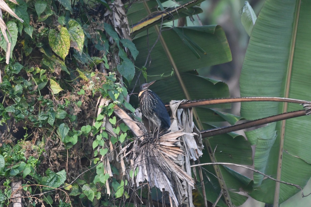 Black Bittern - ML419171421