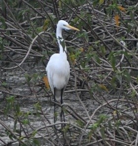 Great Egret - ML419171501