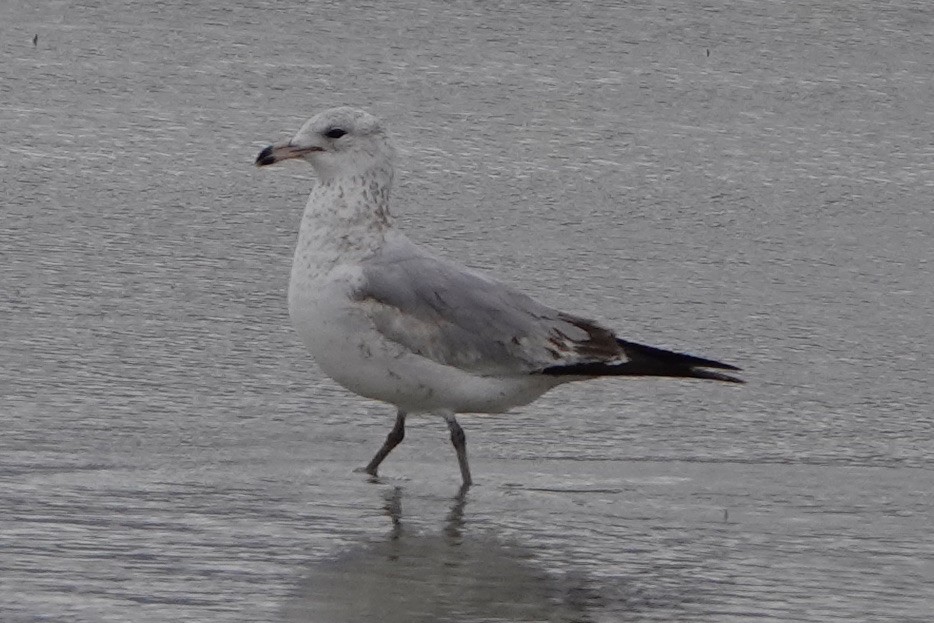 Gaviota de Delaware - ML419171981