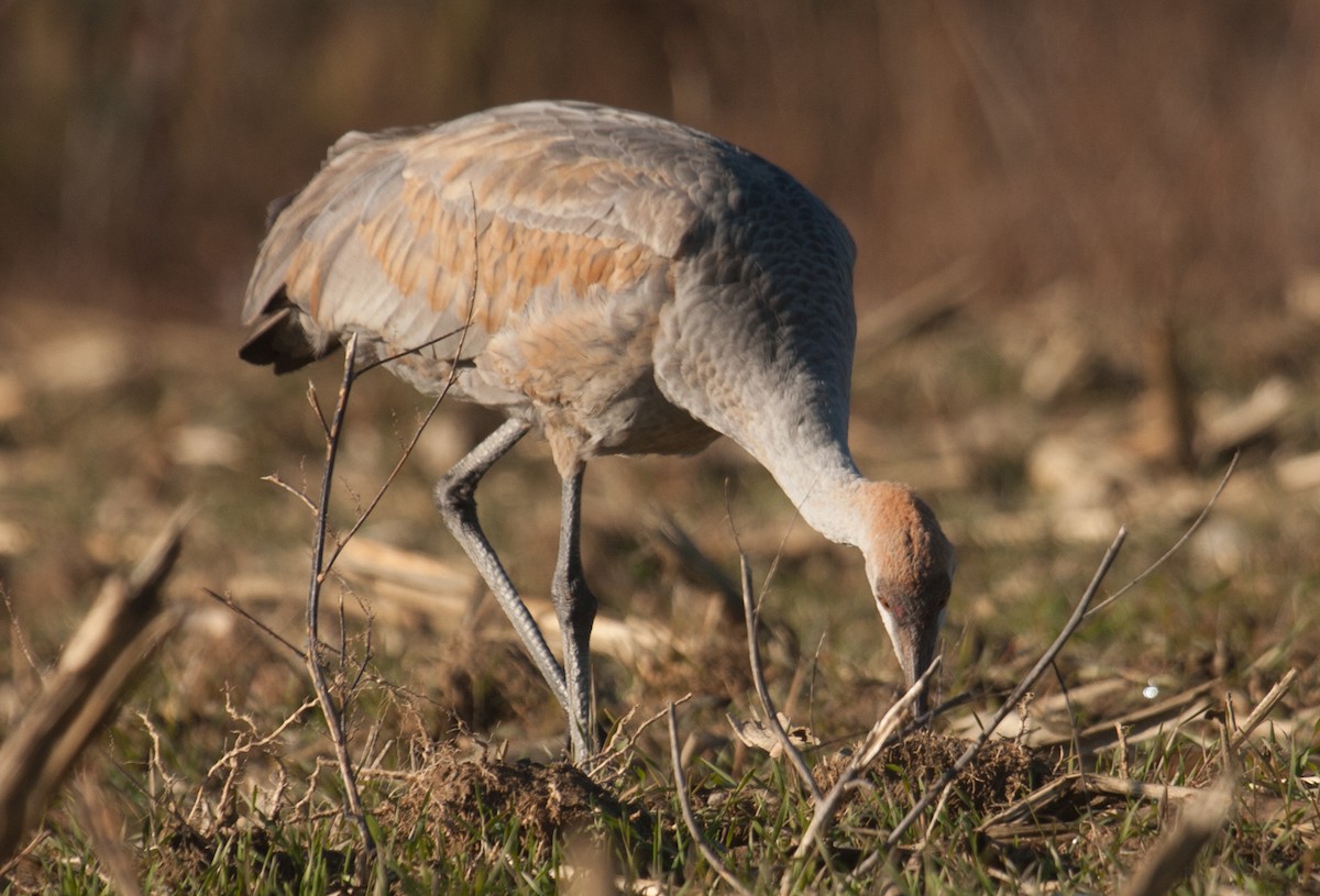 Sandhill Crane (Lesser) - Marshall Iliff