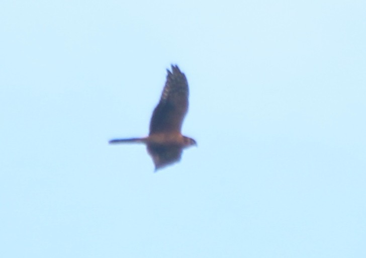 Pallid Harrier - Alexandre Hespanhol Leitão